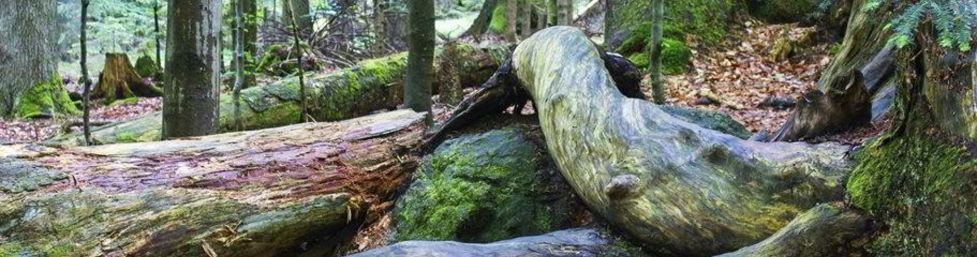 Autumn landscape around Pension Kaminek